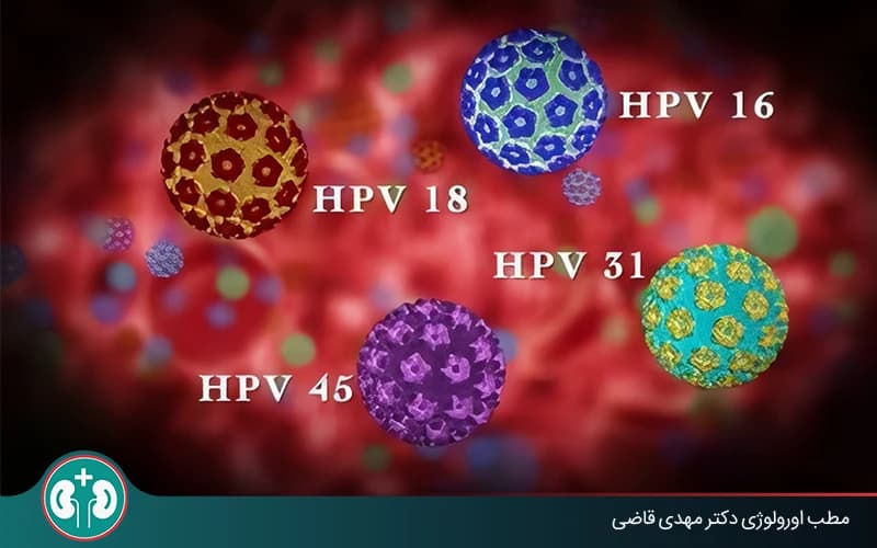What Is HPV? Transmission, Prevention, and Treatment