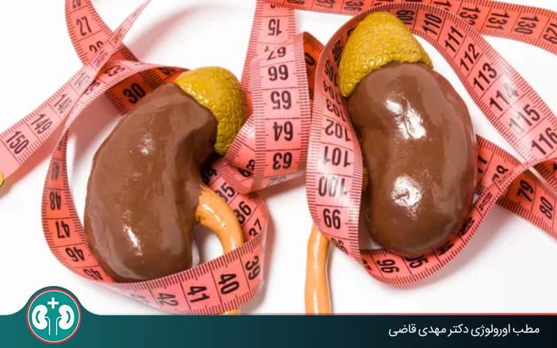 ما الحجم الطبيعي للكلى بالمليمتر؟