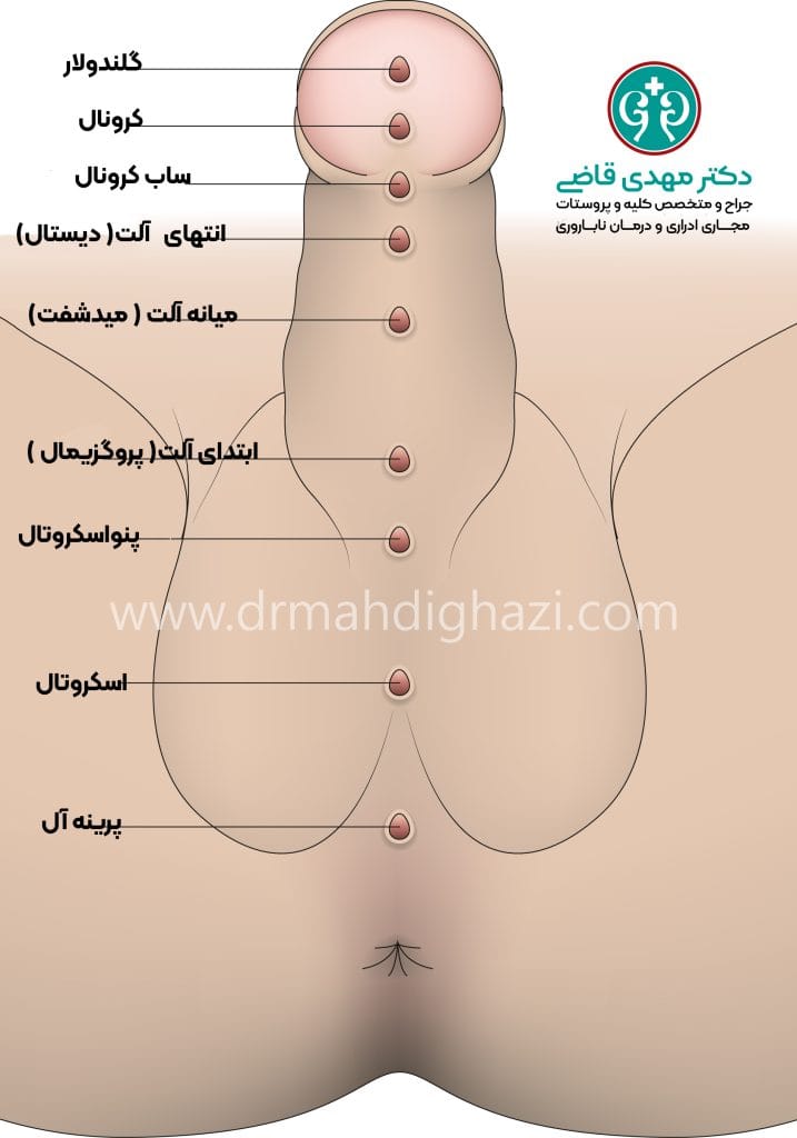 آیا اندازه آلت تناسلی مرد در ارگاسم زن تاثیر دارد+پوزیشن‌های مناسب برای افزایش لذت زن