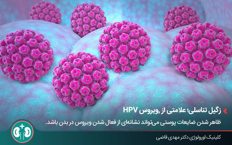 نمای گرافیکی از ویروس HPV