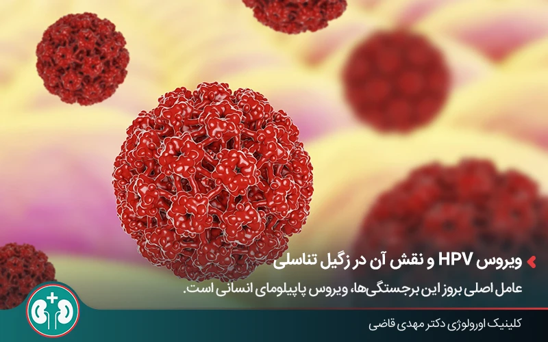 نمای سهبعدی ویروس HPV عامل زگیل تناسلی