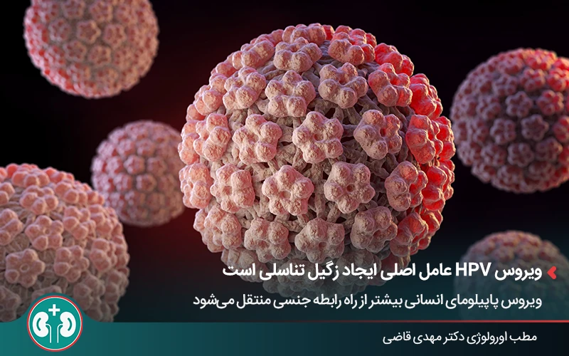 مدل سهبعدی ویروس HPV عامل ایجاد زگیل تناسلی در زنان و مردان