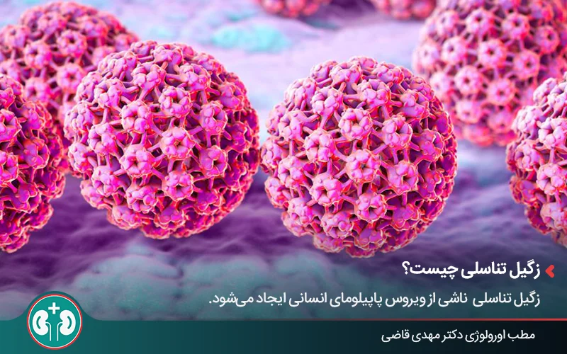 مدل ویروس HPV عامل ایجاد زگیل تناسلی