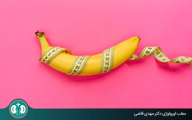 آلت تناسلی تا چند سالگی رشد می‌کند؟