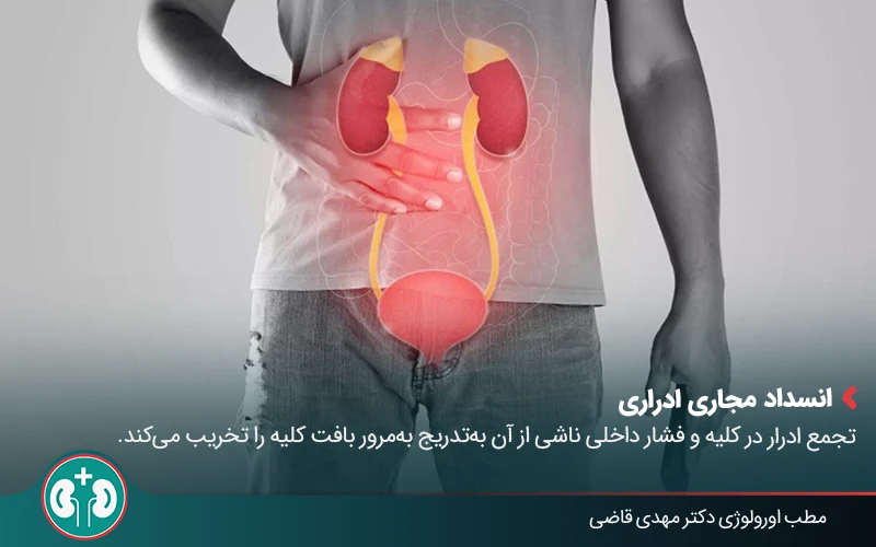 renal atrophy 05